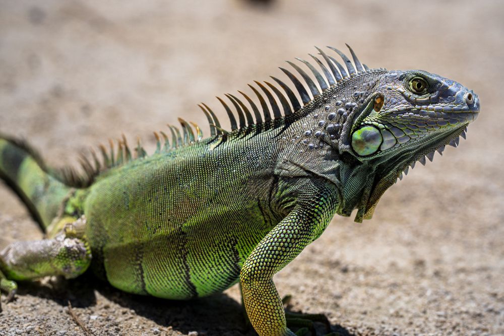Green iguana resting on sand in the sun