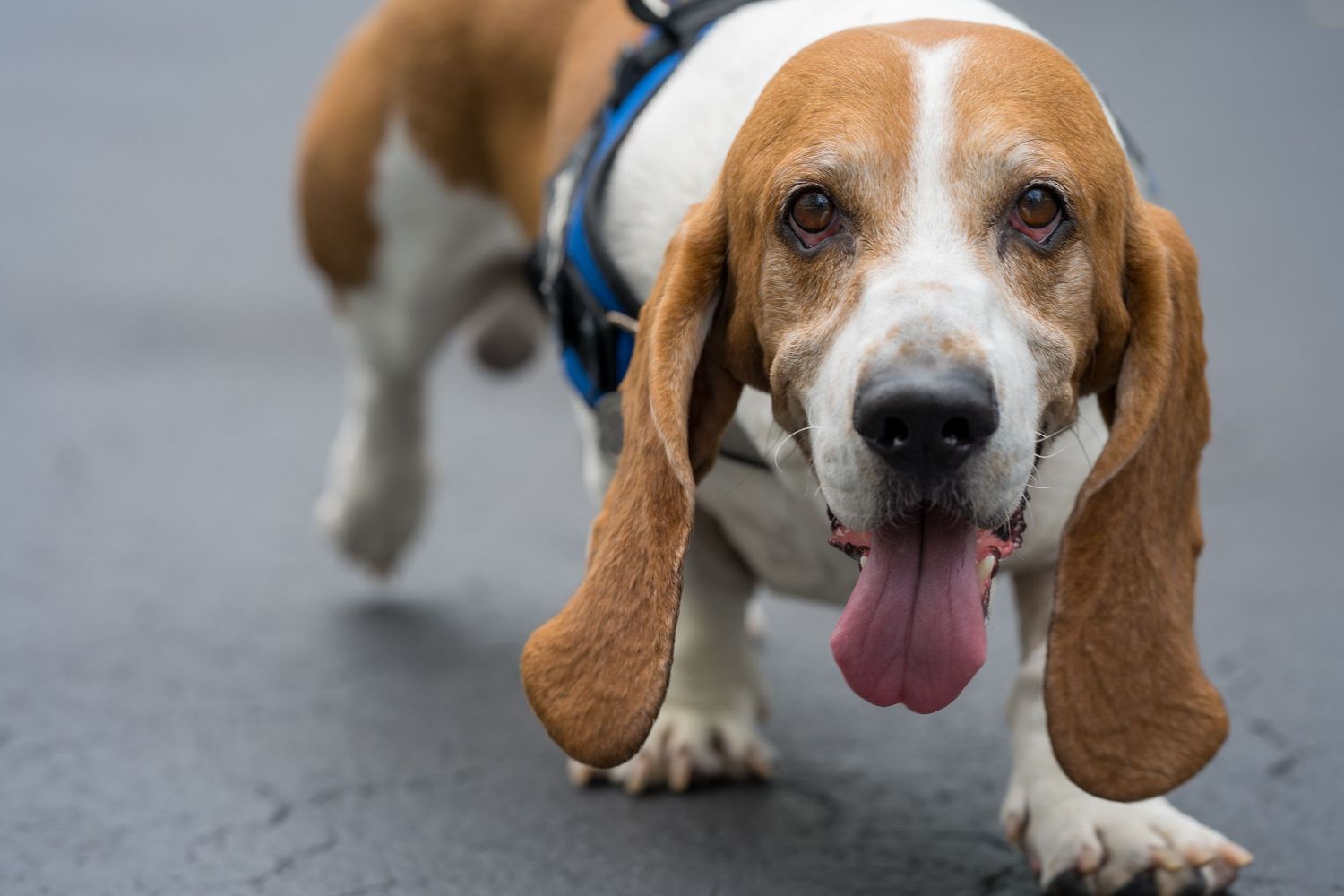 Basset hound walking on a sidewalk with its tongue out