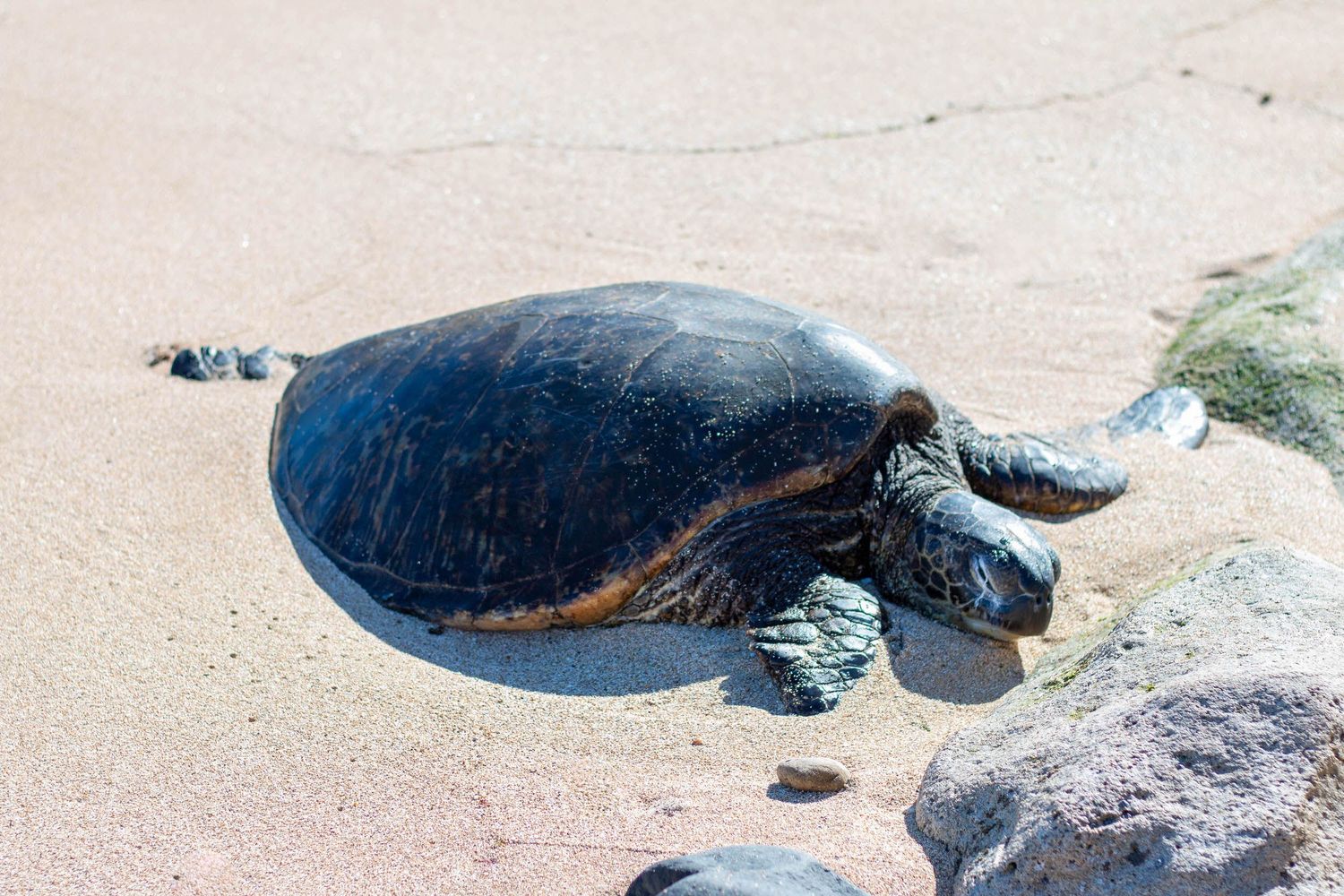 Sea turtle resting on the sand near rocks