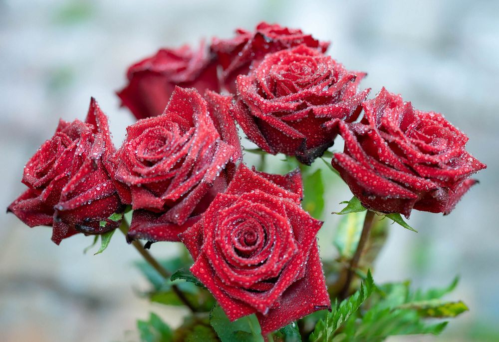 Bouquet of red roses with dew on the petals